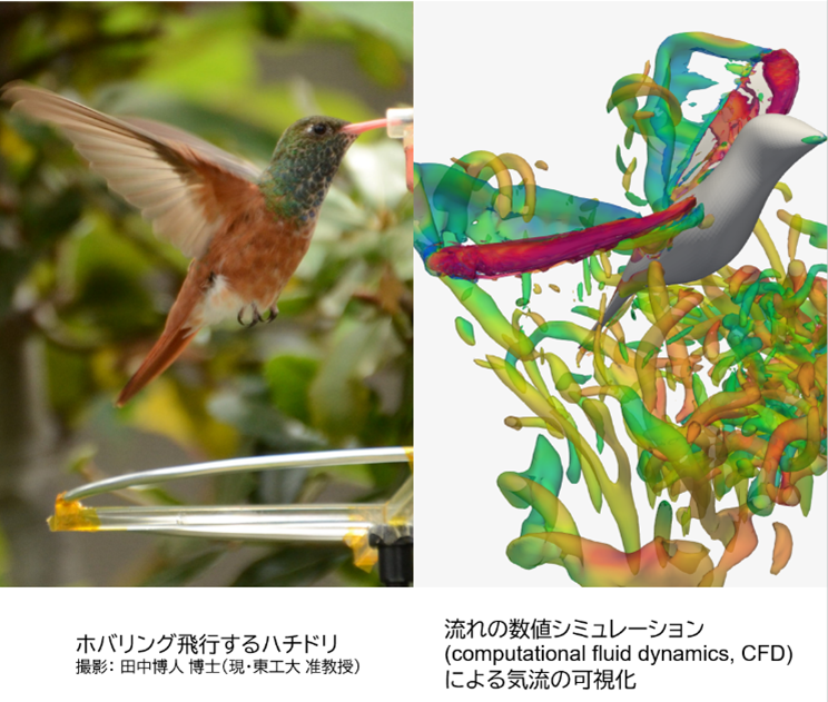 1_hummingbird